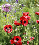 Papaver commutatum 'Ladybird'