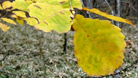 Bladen på japansk ek, Quercus serrata