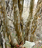 Bark och stammar hos japansk konvaljbuske
