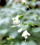 Boenninghausenia japonica