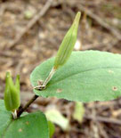 Skugglilja, Tricyrtis sp.