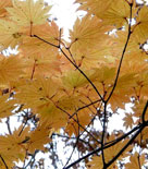 Solfjäderslönn, Acer japonicum (även startbilden)