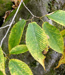 Bladen hos avenbokslönnen börjar skifta i höstfärger (se de motsatta bladen).