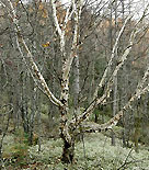 Kamtjatkabjörk, Betula ermanii, med flagnande bark