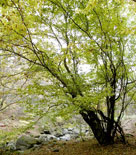 Ett mäktigt exemplar av avenbokslönn, Acer carpinifolium