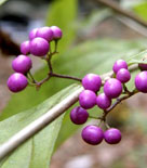 De bärlika stenfrukterna hos en glaspärlebuske, Callicarpa aff. japonica