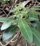 Vinterbär, Skimmia japonica. 