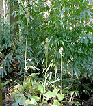 Japansk jättelilja, Cardiocrinum cordatum