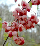 Frukterna hos benveden Euonymus aff. sieboldianus