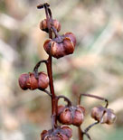 Nedvissnad Pyrola japonica