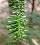 Japansk hemlock, Tsuga diversifolia