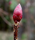 Knoppen på Rhododendron japonicum