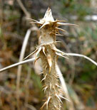 Parkaralia, Aralia elata