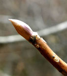 Vinterknoppen hos japansk konvaljbuske, Clethra barbinervis.