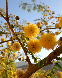 Blommande Akacia