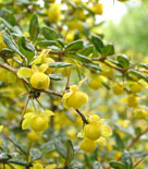 Berberis julianae, långbladig berberis 