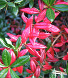 Höstfärgad Berberis x frikartii 'Amstelveen'