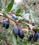 Berberis julianae, långbladig berberis 