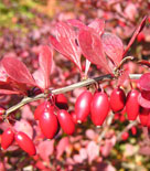 Berberis thunbergii RÖDBLADIGA-GRUPPEN 'Atropurpurea'