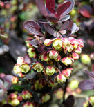 Häckberberis 'Bagatelle'