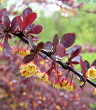 Häckberberis 'Red Chief'