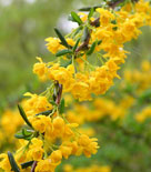 Berberis x stenophylla, barrberberis