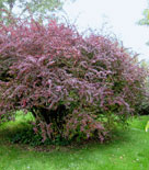 Berberis x ottawensis 'Superba'