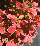 Berberis thunbergii 'Admiration', häckberberis