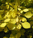 Berberis thunbergii 'Aurea', guldberberis