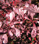 Berberis thunbergii RÖDBLADIGA-GRUPPEN 'Rose Glow'