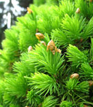 Picea glauca 'Conica', sockertoppsgran