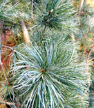 Pinus parviflora, silvertall