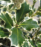 Ilex aquifolium 'Aurea Marginata', järnek