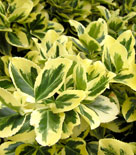 Euonymus fortunei var. radicans 'Silver Queen', klätterbenved