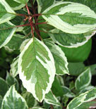 Cornus alba 'Sibirica Variegata', rysk kornell