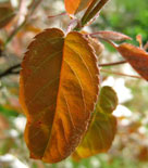 Amelanchier laevis, kopparhäggmispel