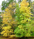 Cercidiphyllum japonicum, katsura