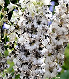 Delphinium hybridum 'Ebony in Snow'