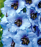 Delphinium hybridum 'Monlight Blues' Delphinium hybridum 'Monlight Blues'