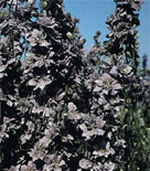 Consolida gigas 'Earl Grey' Consolida gigas 'Earl Grey'