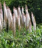 Jättestäpplilja, Eremurus robustus