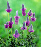 Dalea purpurea 'Stephanie', prärieklöver