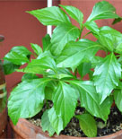 Pepparbasilika, Ocimum selloi