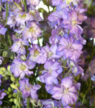 Consolida regalis 'Purple Picotee' Consolida regalis 'Purple Picotee'