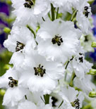 Delphinium hybridum 'Black Eyed Angels'