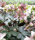 Helleborus 'Heuger'