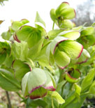 Helleborus foetidus, klockjulros