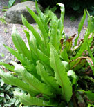 Asplenium scolopendrium, hjorttunga