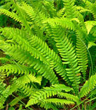 Blechnum spicant, kambräken