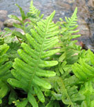 Osmunda regalis, kungsbräken